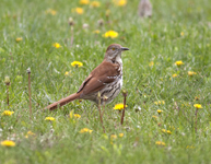 Brown Thrasher 0007